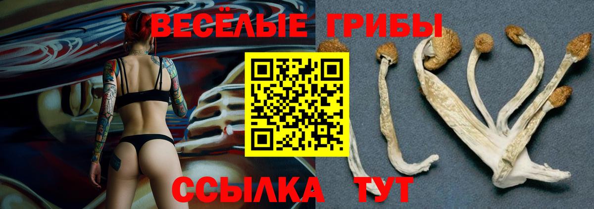 Псилоцибиновые грибы Psilocybe  Балаково 